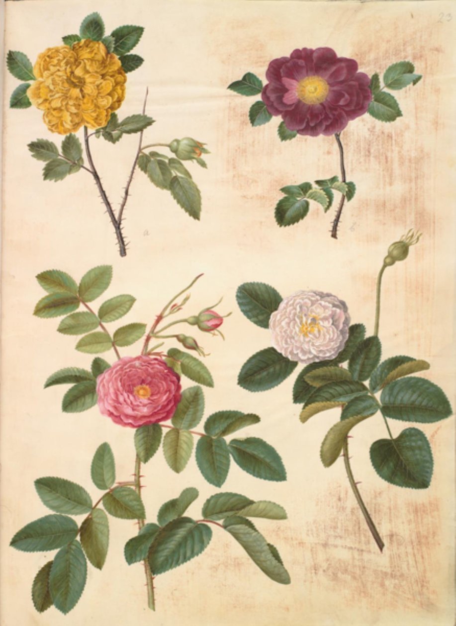 Rosa hemisphaerica (schwefelgelbe Rose); Rosa gallica (Samtrose); Rosa ×damascena (Damaszener-Rose) von Hans Simon Holtzbecker