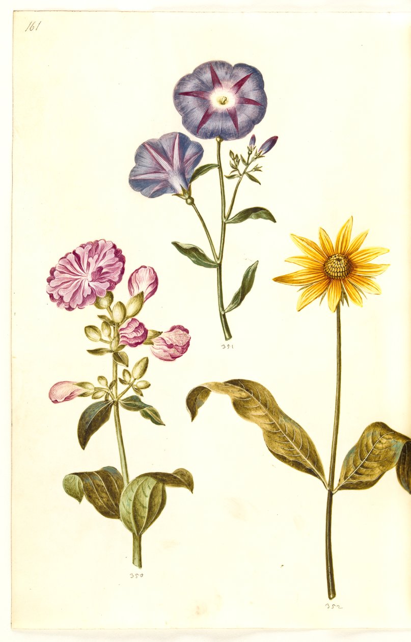 Saponaria officinalis (Seifenkraut); Convolvulus tricolor (Dreifarbige Winde); Helianthus (?) (Sonnenblumenart) von Hans Simon Holtzbecker
