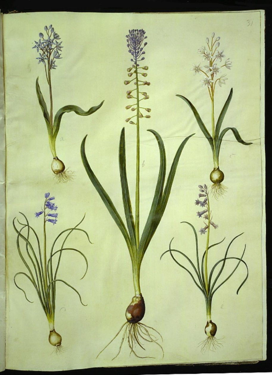 Scilla bifolia (Zweiblättriger Blaustern); Muscari comosum (Traubenhyazinthe); Brimeura amethystina (Pyrenäen-Hyazinthe) von Hans Simon Holtzbecker