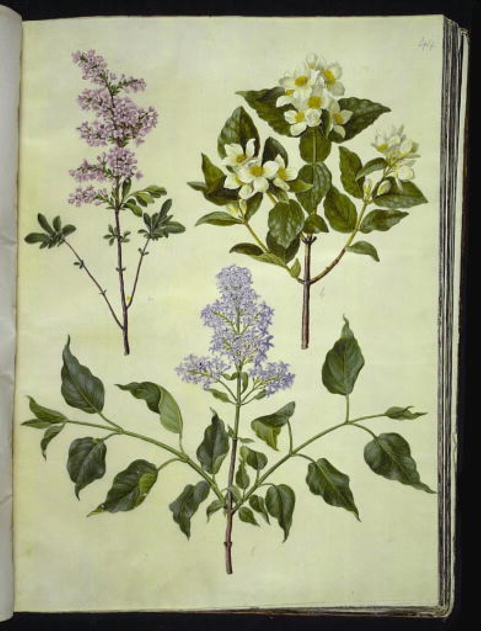 Syringa ×persica; Philadelphus coronarius; Syringa vulgaris von Hans Simon Holtzbecker