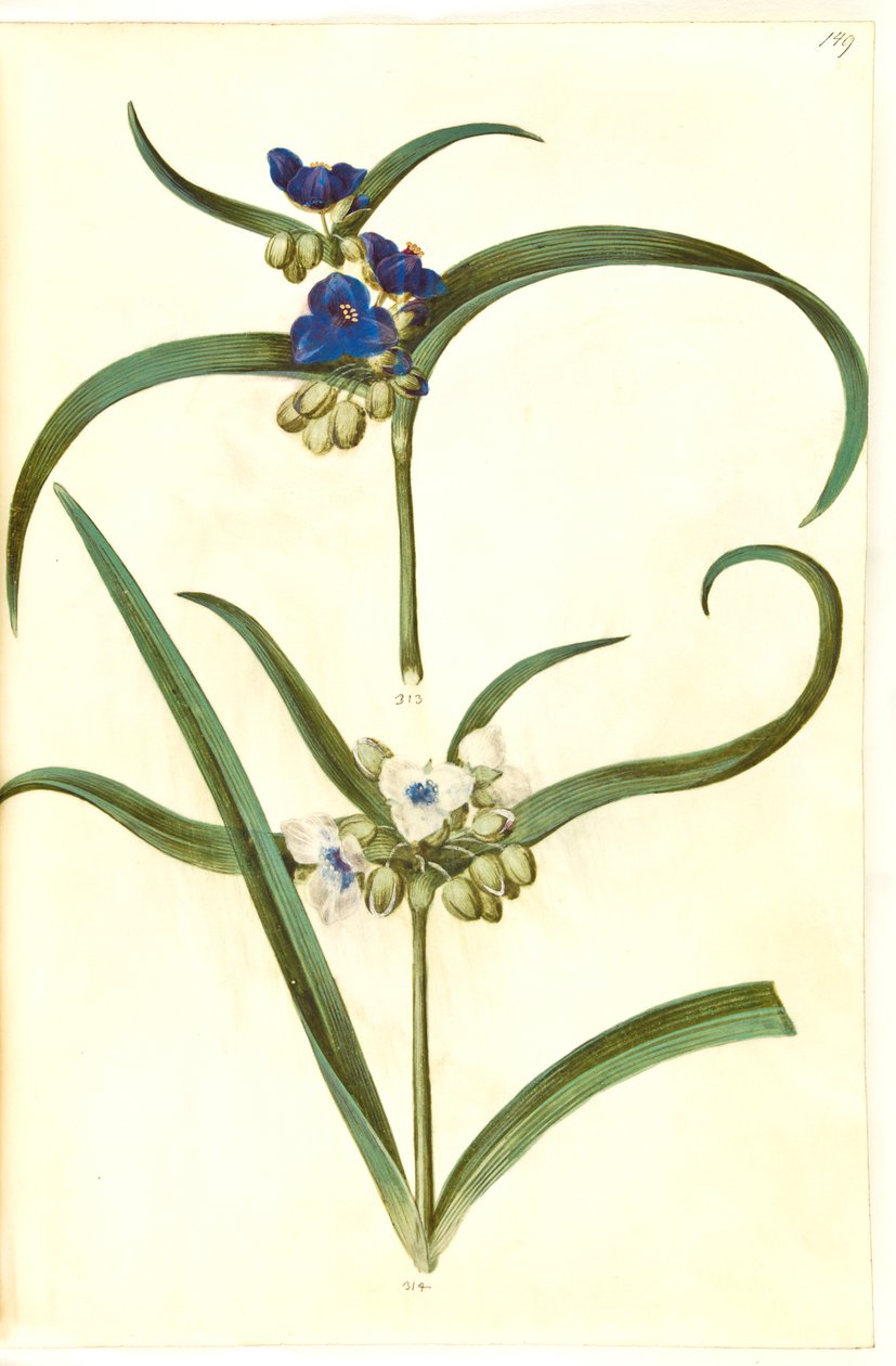 Tradescantia virginiana oder Tradescantia ohiensis (?) (Blumenjude) von Hans Simon Holtzbecker