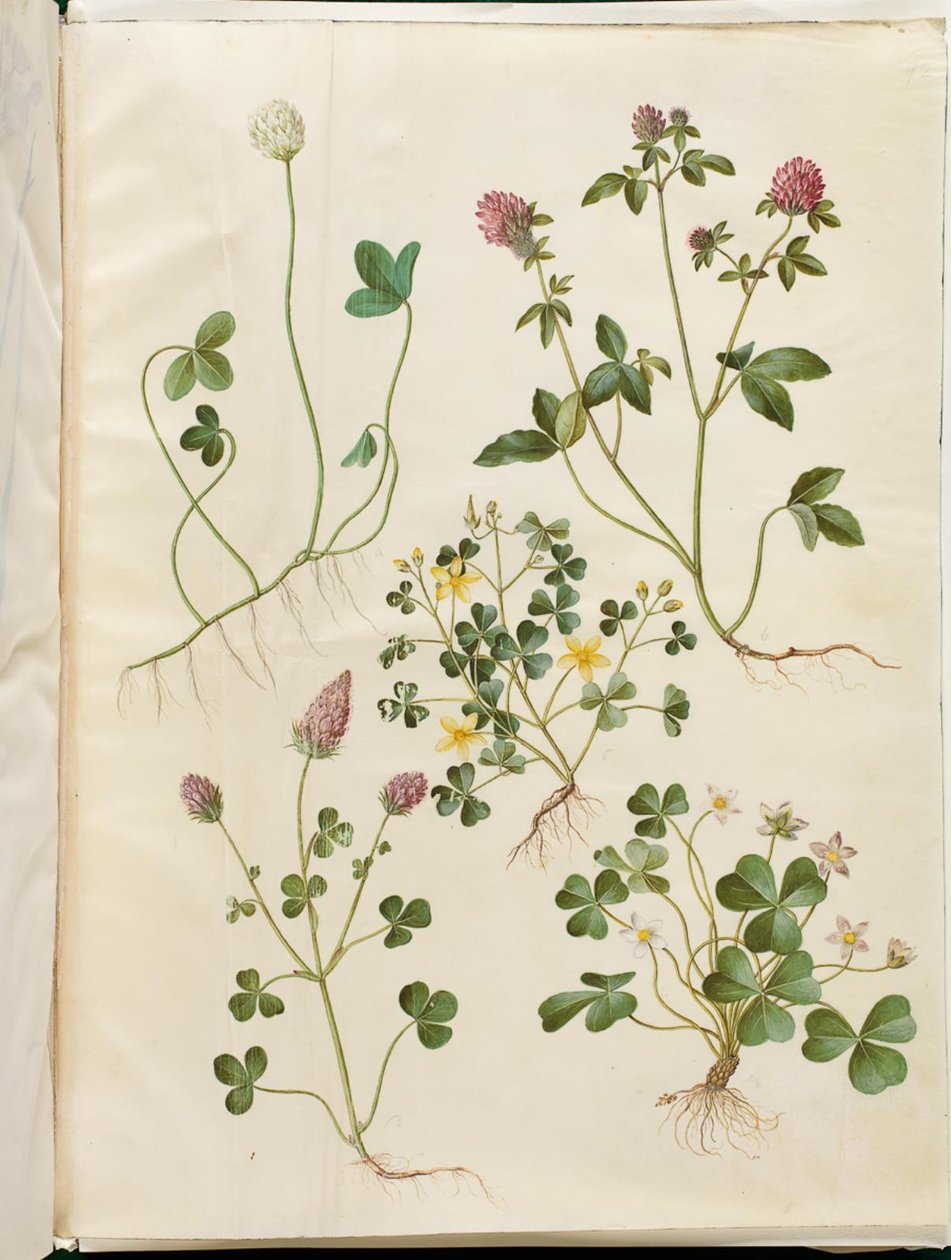 Weiß-Klee; Rot-Klee; Niederliegender Sauerklee; Blut-Klee; Wald-Sauerklee von Hans Simon Holtzbecker