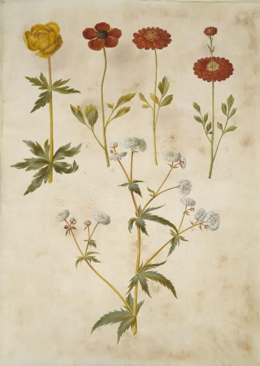 Trollius europaeus (europäische Trollblume); Ranunculus asiaticus (Garten-Ranunkel); Ranunculus aconitifolius (Silberknopf-Ranunkel) von Hans Simon Holtzbecker