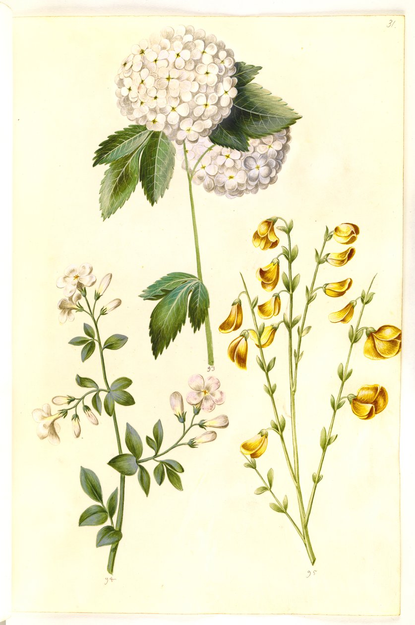 Viburnum opulus (Gewöhnlicher Schneeball); Jasminum officinale (Echter Jasmin); Cytisus scoparius (Besenginster) von Hans Simon Holtzbecker