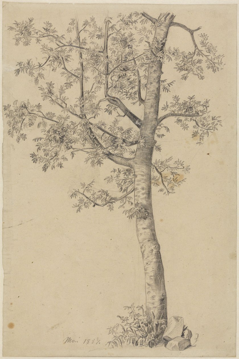 Eberesche von Hans Thoma