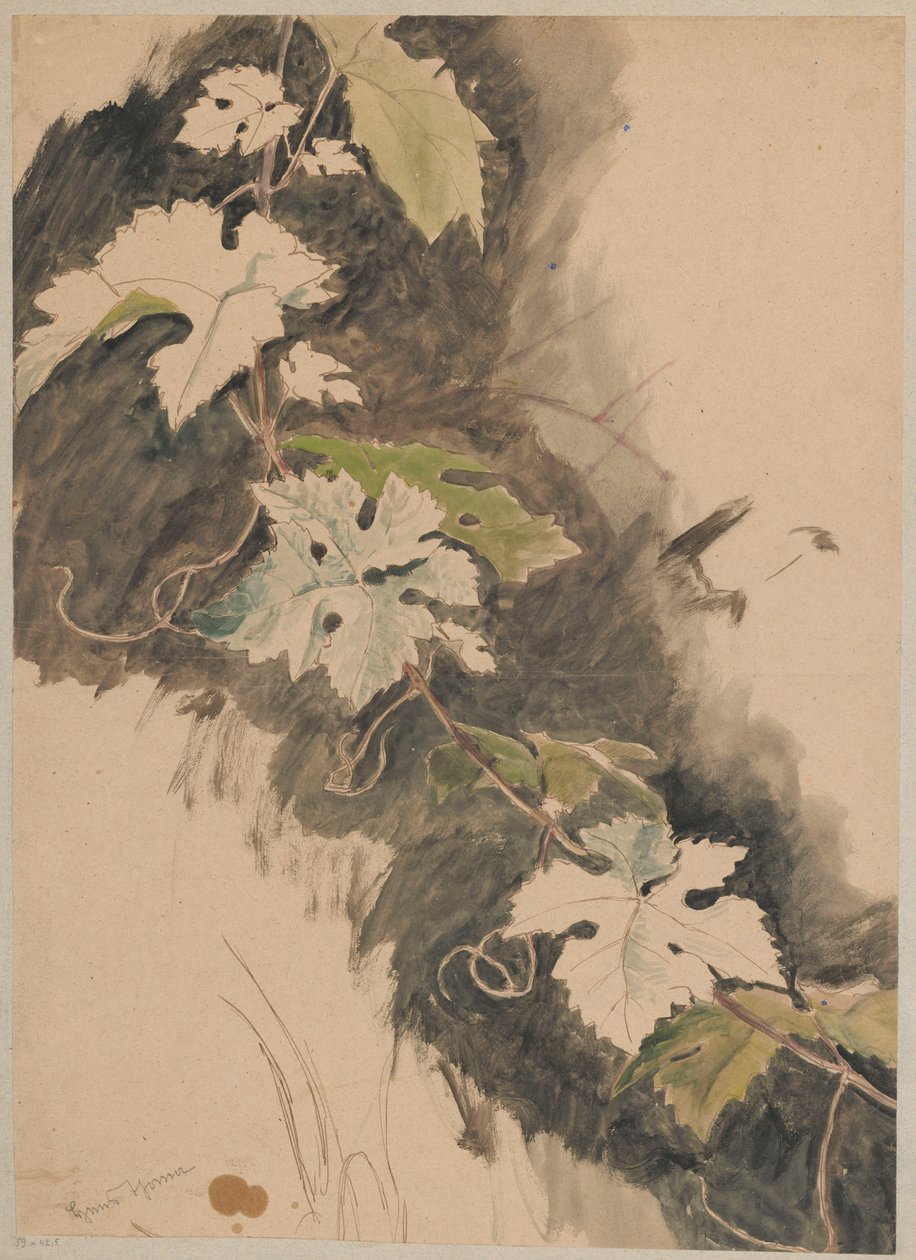 Studie der Weinrebe von Hans Thoma