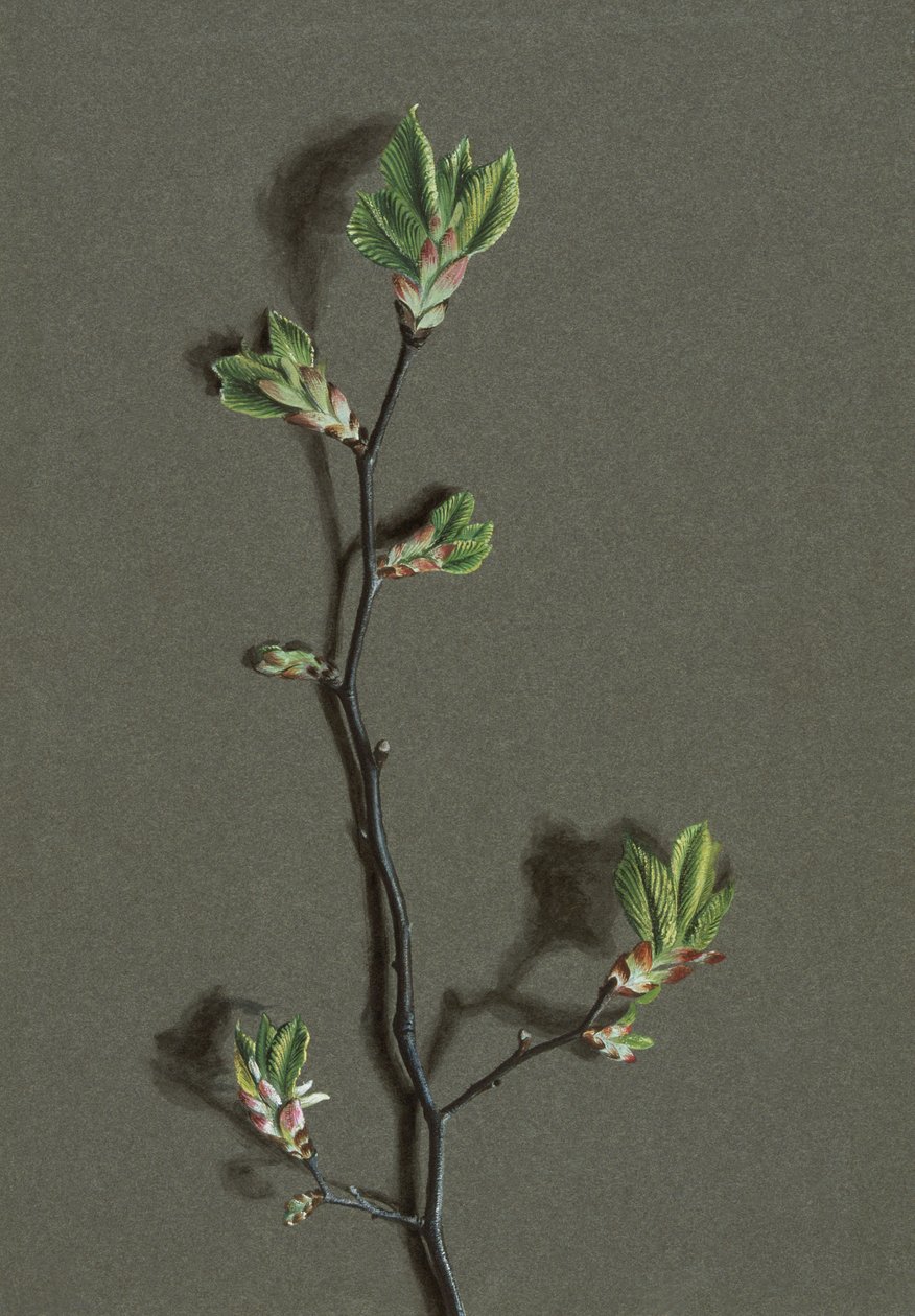 Ulmus glabra Huds Wych Ulme, ca. 1870-1920 von Harold Drinkwater