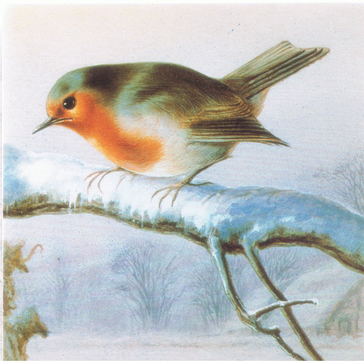 Rotkehlchen, Farbige Weihnachtskarte von Harry Bright
