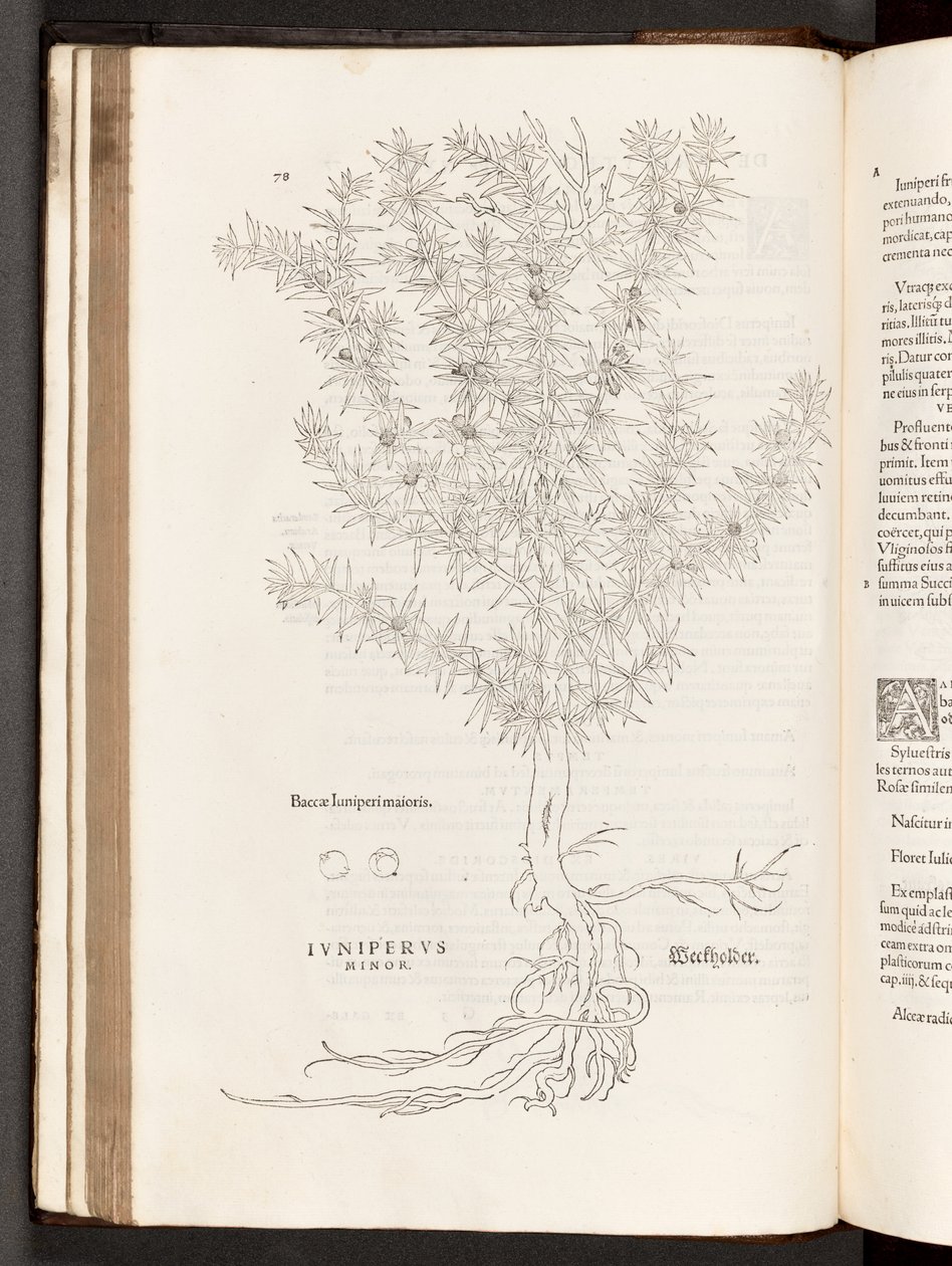 BT3.267.5 S.78 Wacholder, Illustration aus De historia stirpium commentarii insignes von Leonhart Fuchs, 1542 von Heinrich and Meyer, Albert Fullmaurer
