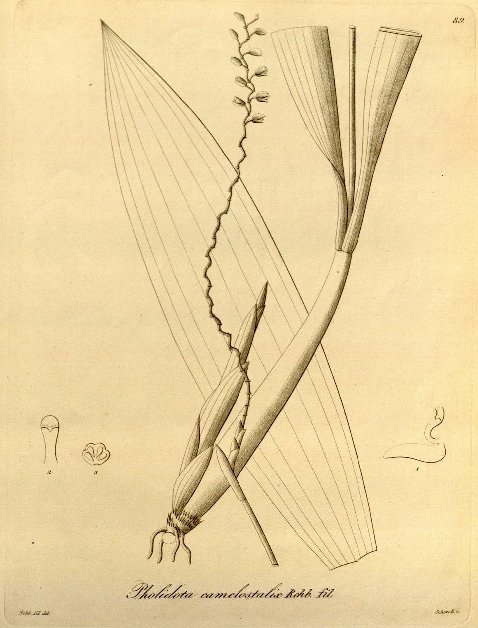Illustration von Pholidota camelostalix von Heinrich Gustav Reichenbach