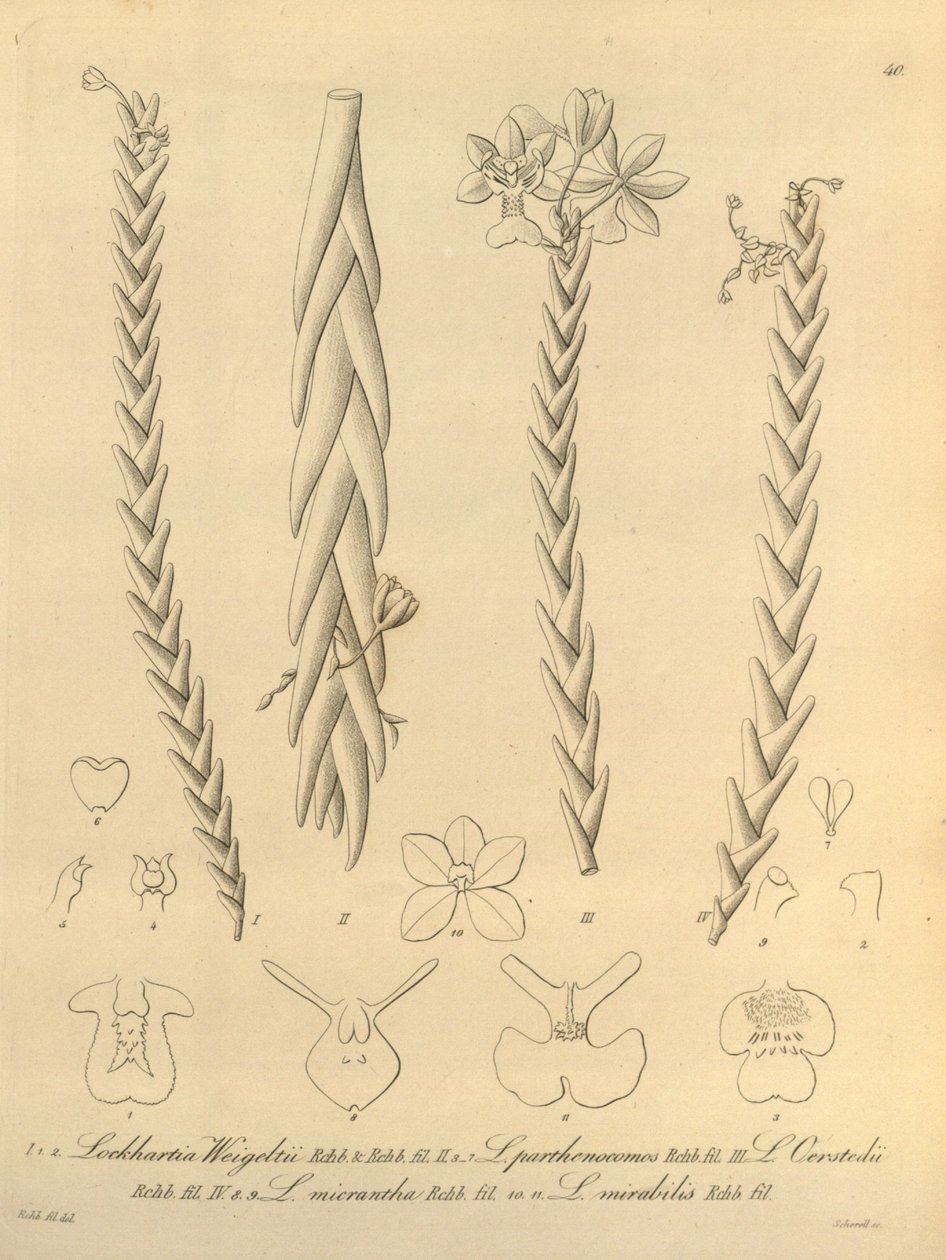 Lockhartia - Xenia Bd. 1 (1858) Abb. 40 von Heinrich Gustav Reichenbach