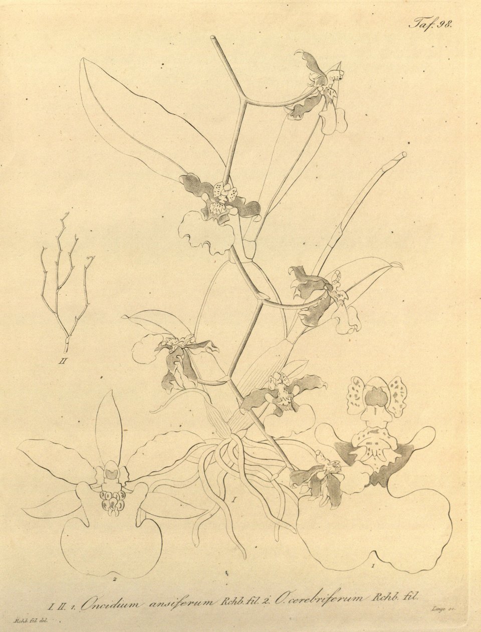 Diese Datei stammt aus der Biodiversity Heritage Library und ist online verfügbar unter biodiversitylibrary.org/page/696498 von Heinrich Gustav Reichenbach