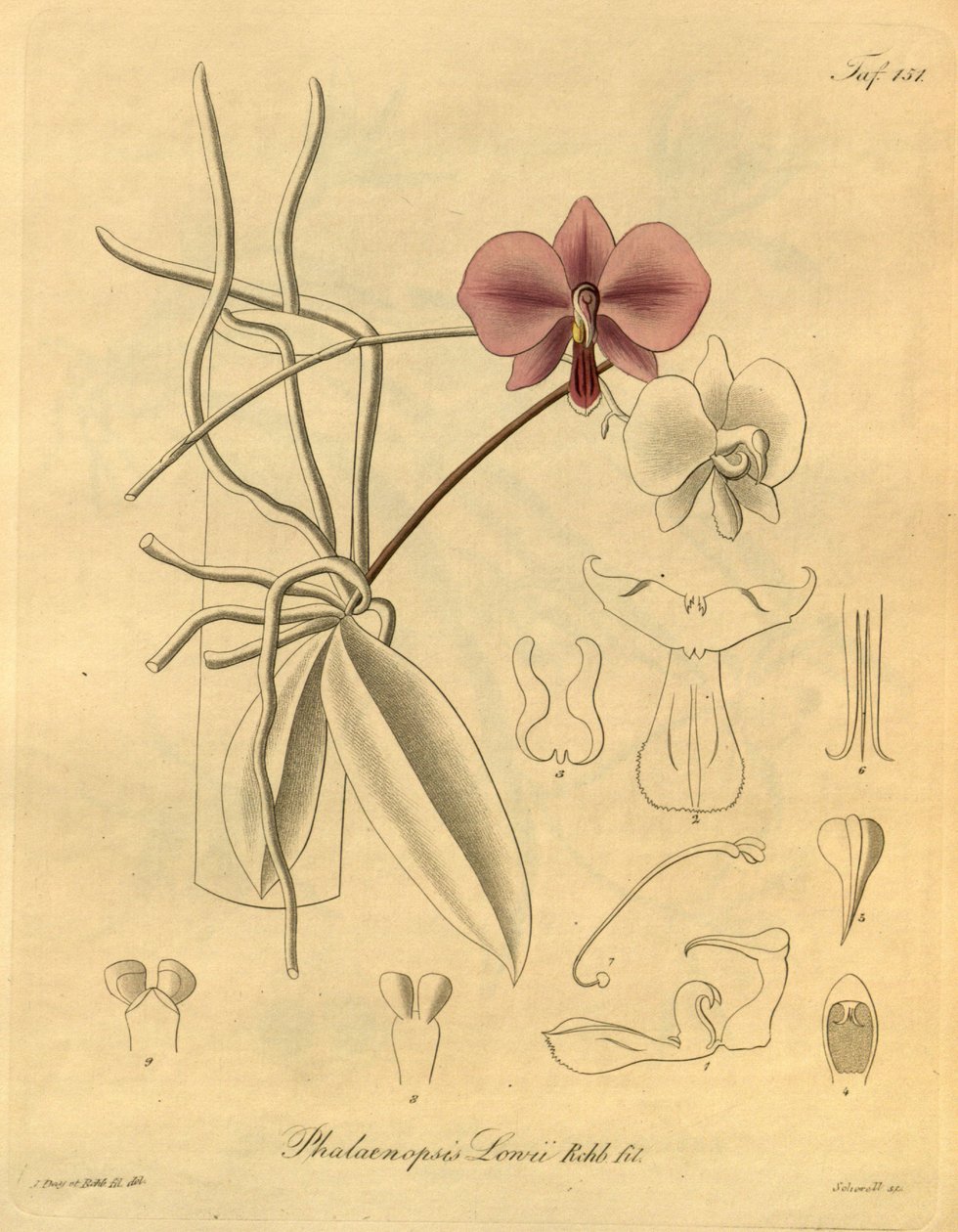 Diese Datei stammt aus der Biodiversity Heritage Library und ist online verfügbar unter biodiversitylibrary.org/page/698347 von Heinrich Gustav Reichenbach