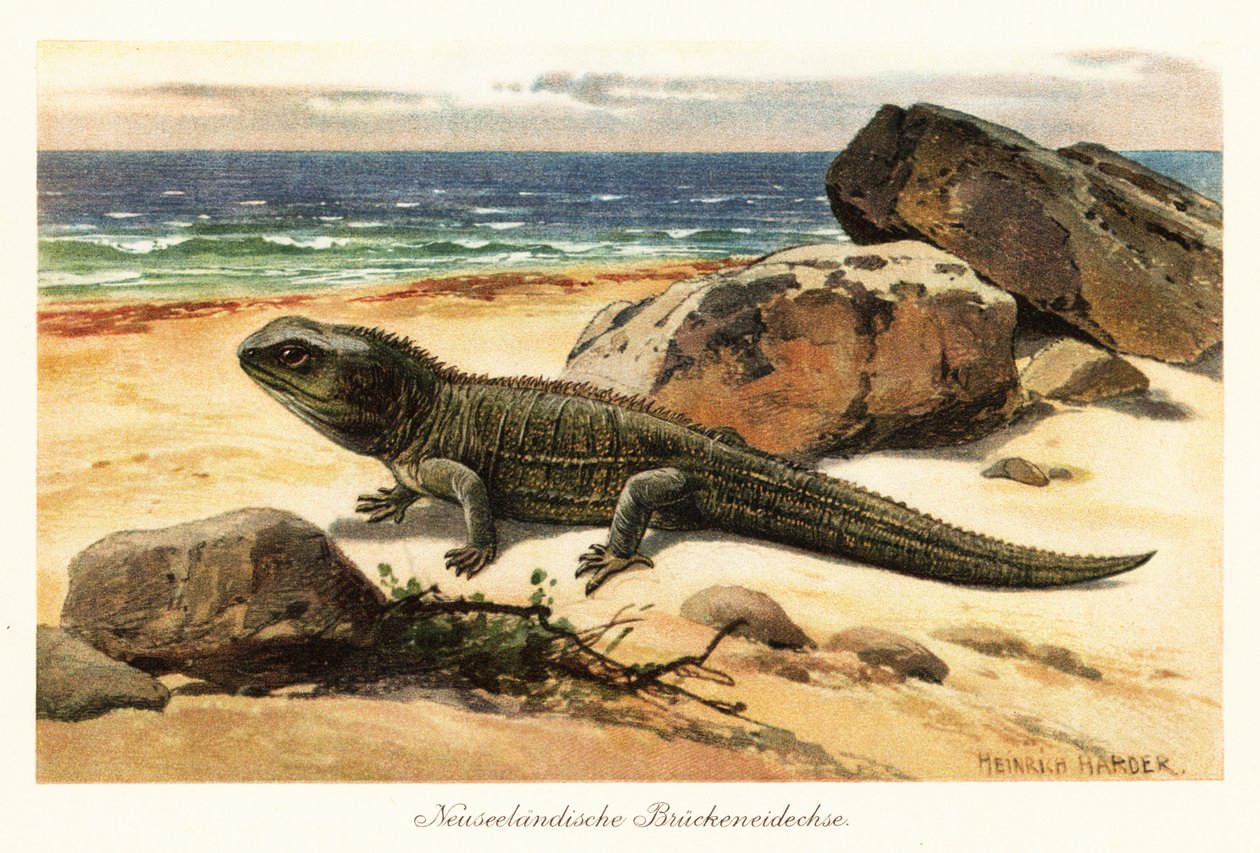 Gefährdete Tuatara, Sphenodon punctatus, am Ufer von Heinrich Harder