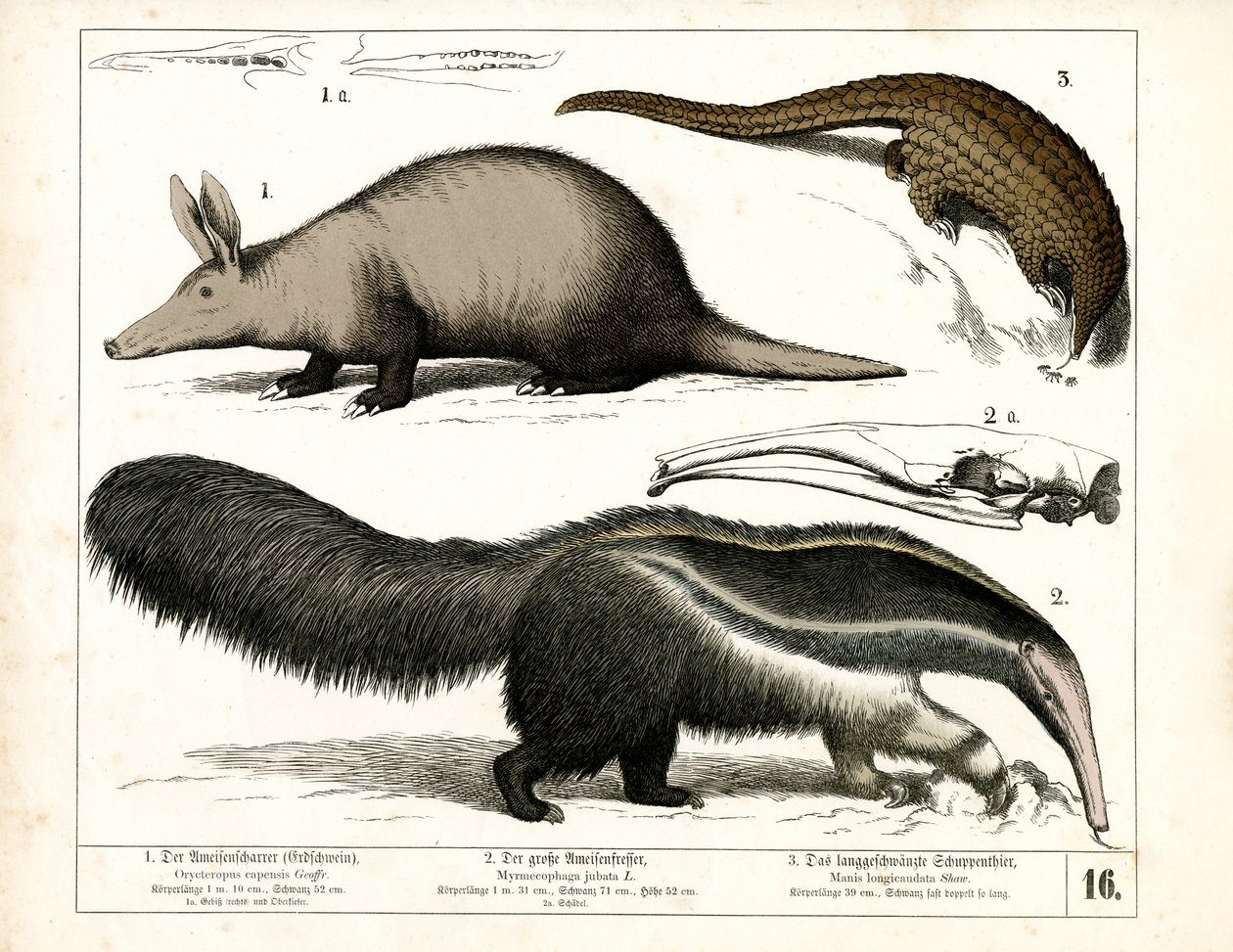 Erdferkel, Ameisenbär und Schuppentier von Heinrich Leutemann