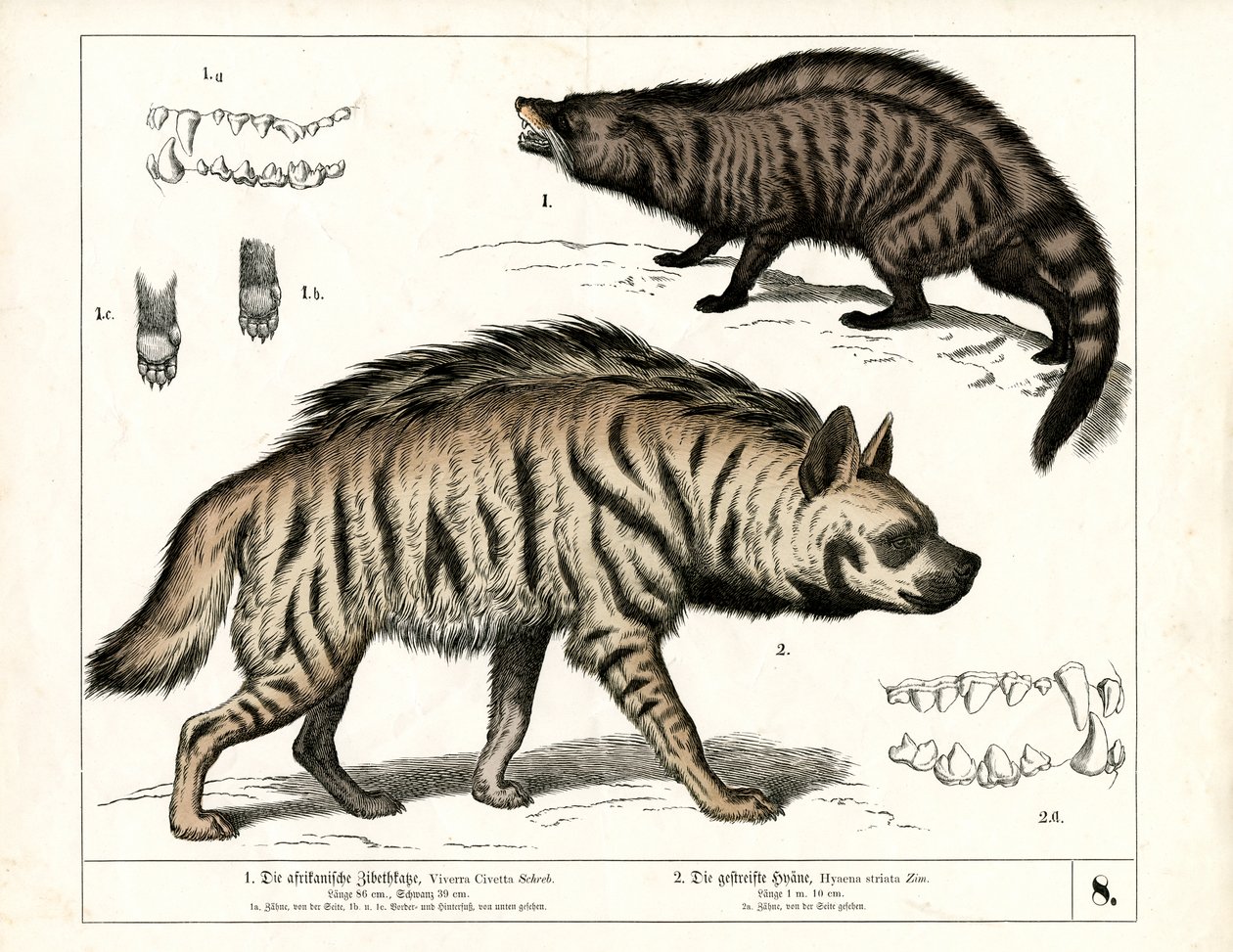Afrikanische Zibetkatze und gestreifte Hyäne mit anatomischen Details von Heinrich Leutemann