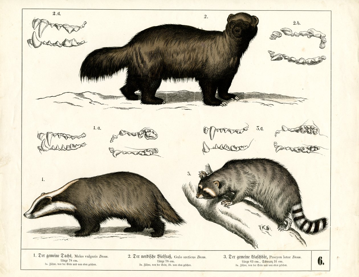Dachs, Vielfraß und Waschbär mit Zahnrepräsentationen von Heinrich Leutemann