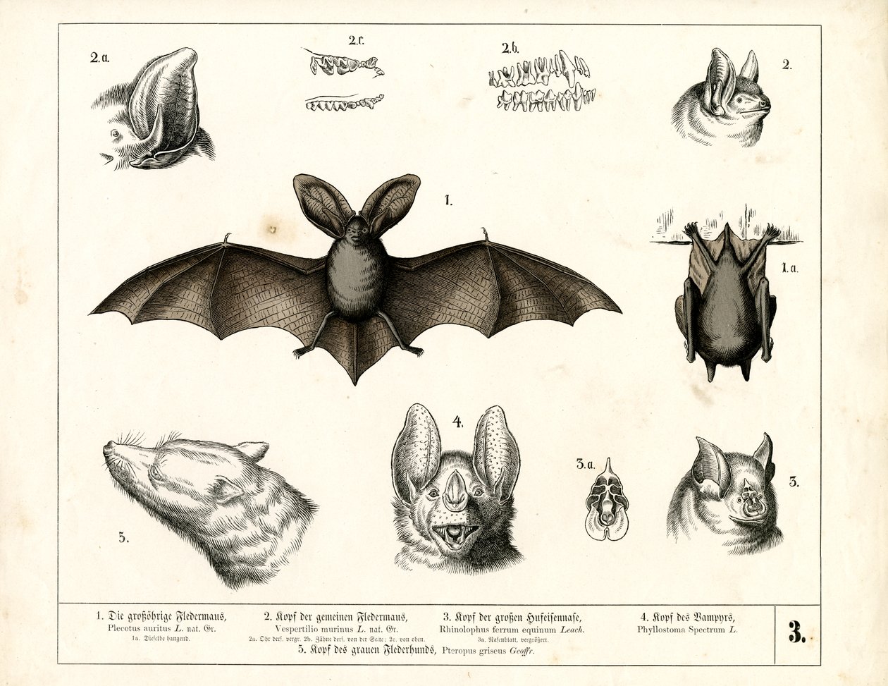 Fledermausarten mit anatomischen Details von Heinrich Leutemann