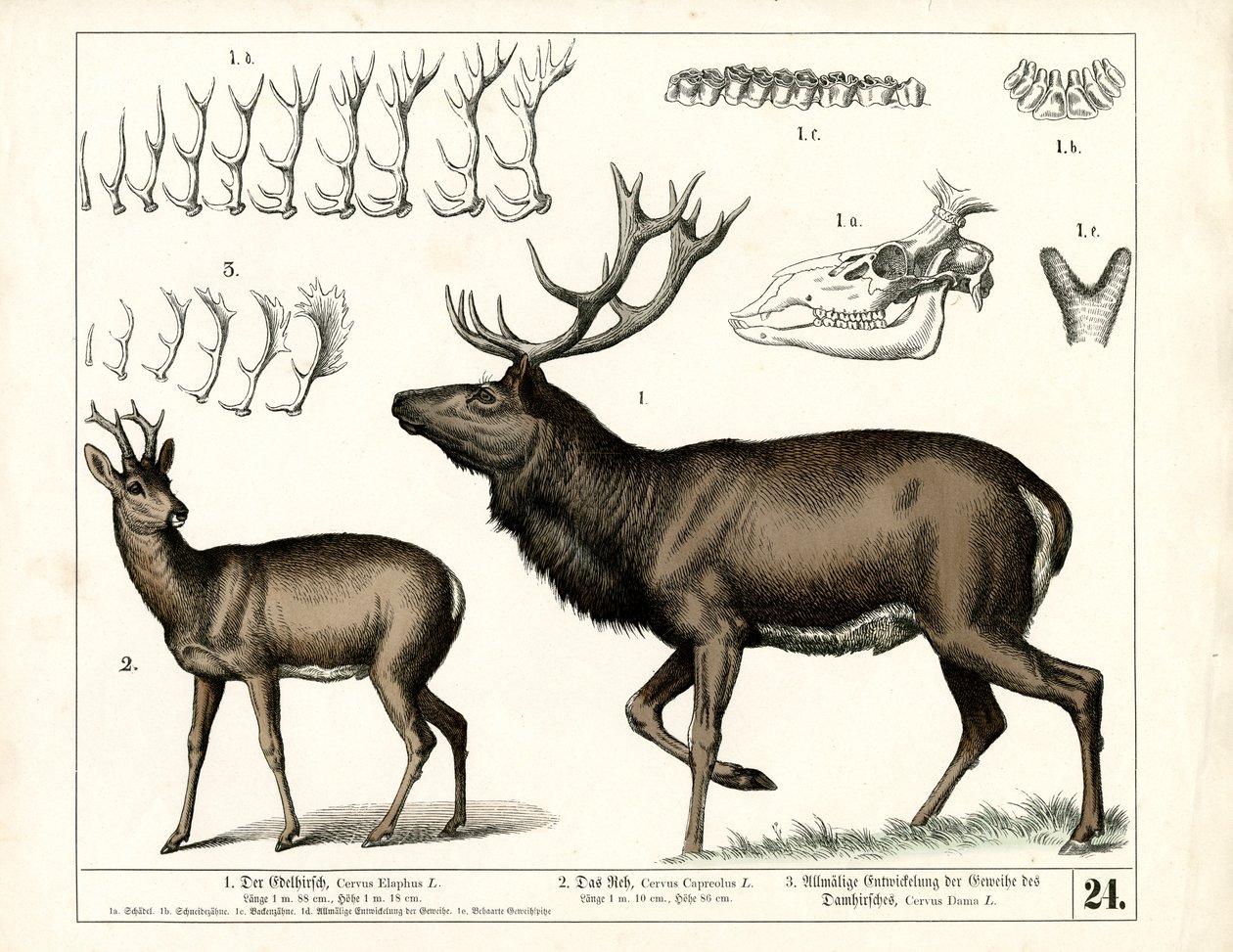 Hirscharten und Geweihentwicklung von Heinrich Leutemann