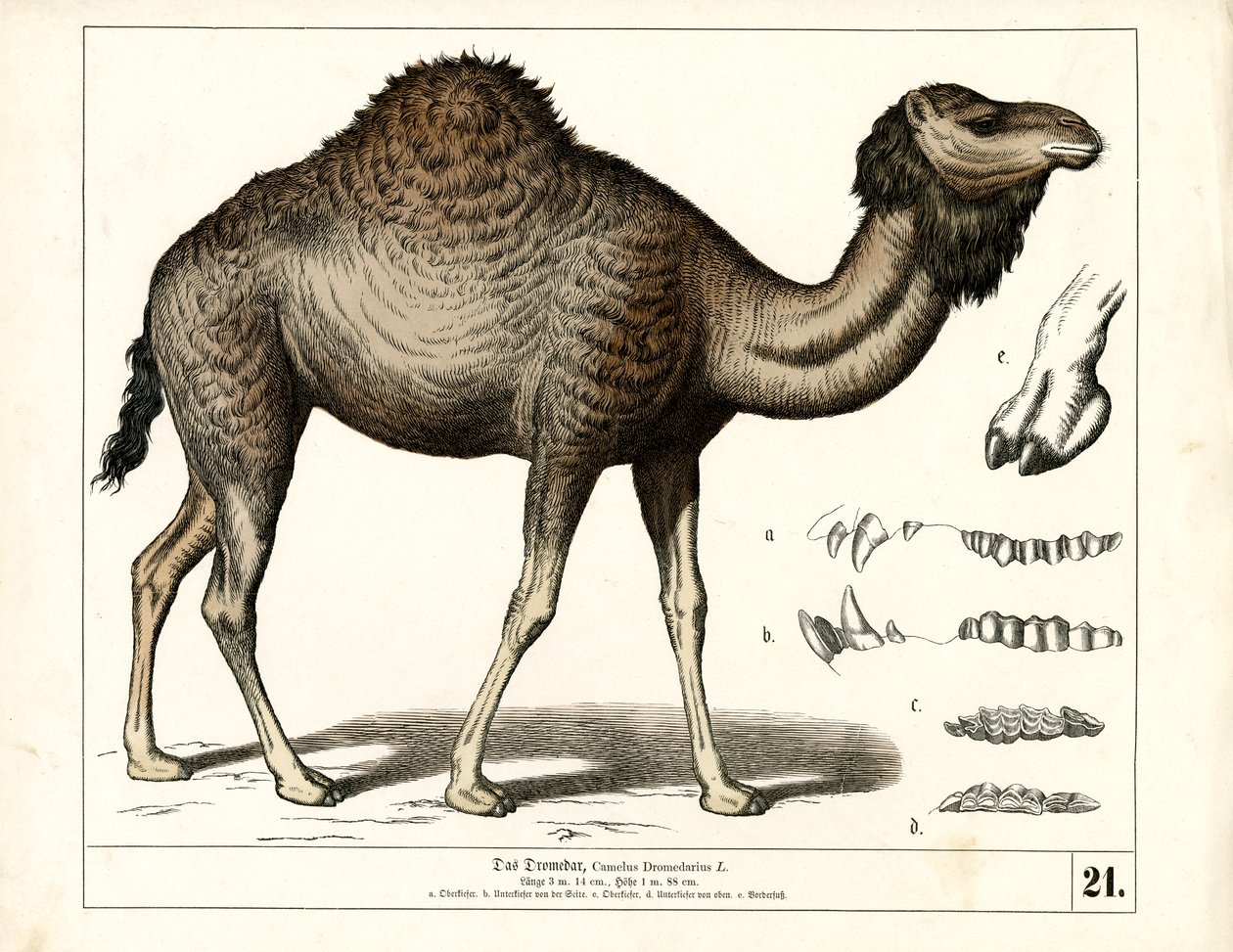 Dromedar mit anatomischen Details von Heinrich Leutemann
