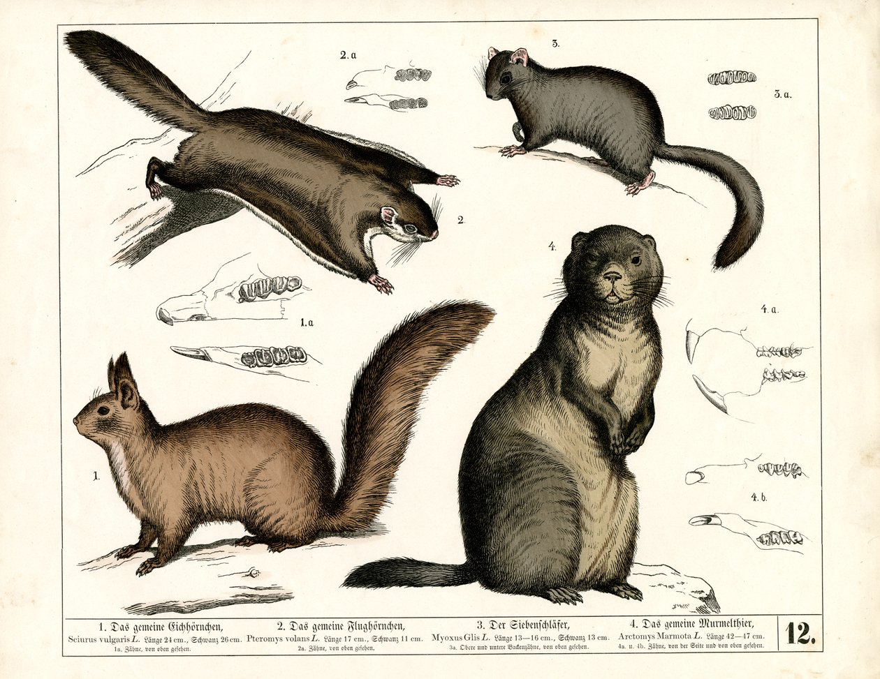 Europäische Nagetiere von Heinrich Leutemann