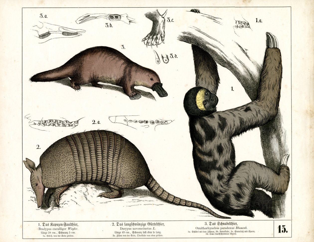 Exotische Säugetiere aus Süd- und Mittelamerika von Heinrich Leutemann