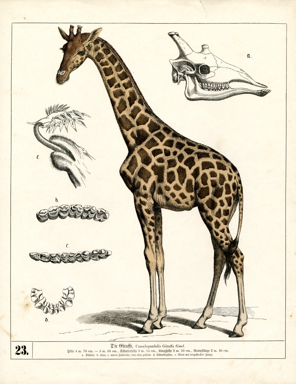 Giraffe mit anatomischen Details von Heinrich Leutemann