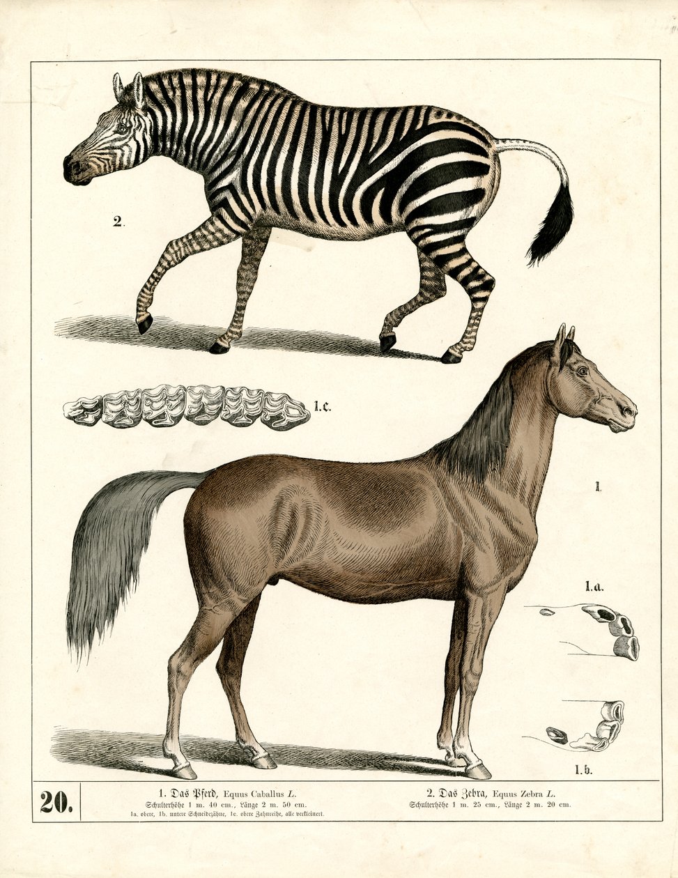 Pferd und Zebra mit anatomischen Details von Heinrich Leutemann