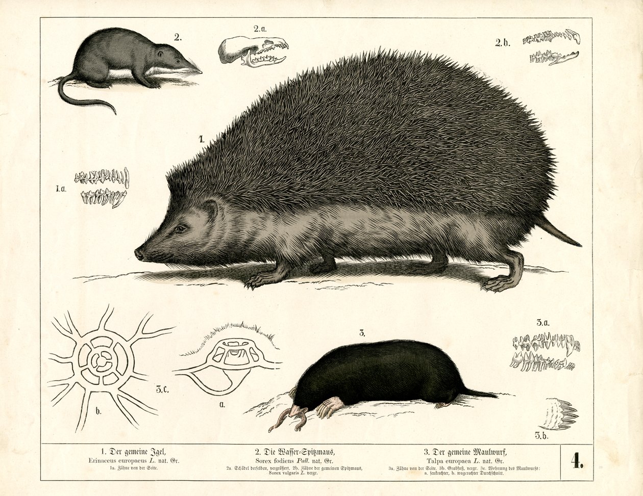 Insektenfresser: Igel, Spitzmaus und Maulwurf von Heinrich Leutemann