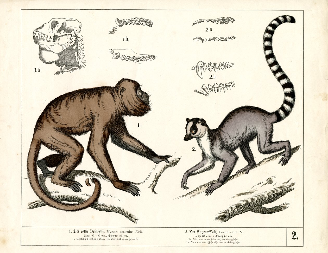 Affe und Lemur: Roter Brüllaffe und Katta von Heinrich Leutemann