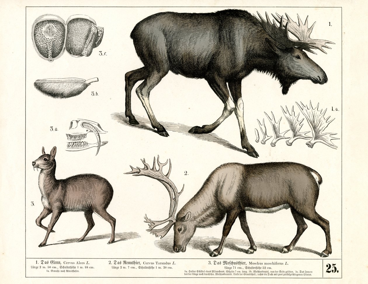 Nördliche Hirscharten und Moschustiere von Heinrich Leutemann