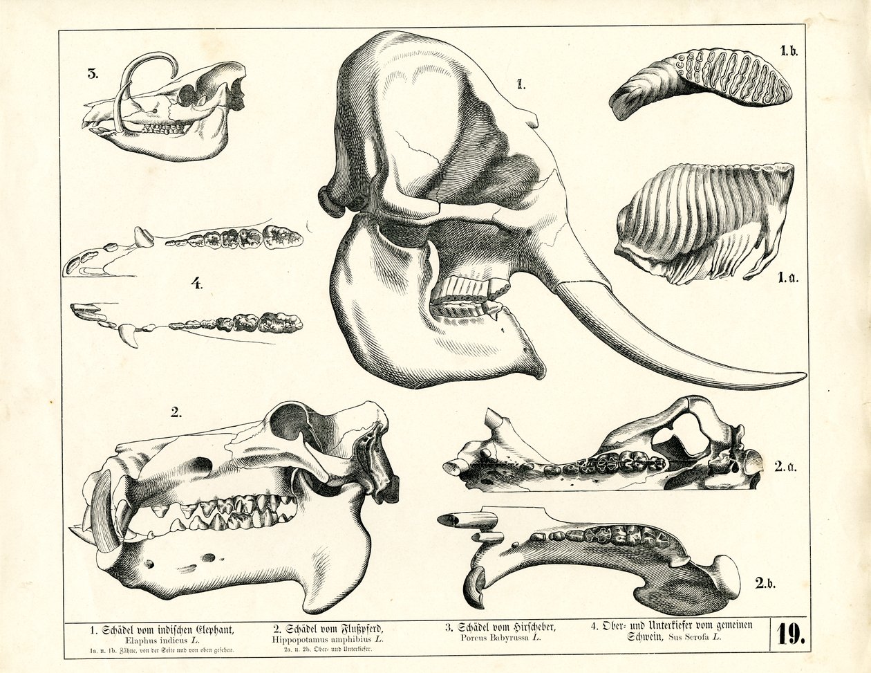 Schädel und Gebiss verschiedener Säugetiere von Heinrich Leutemann