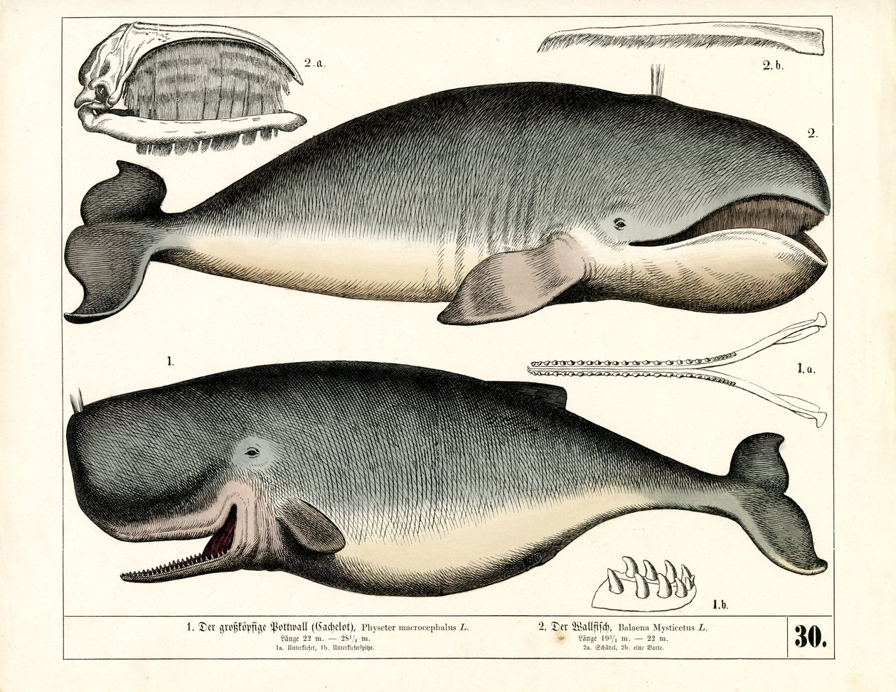 Pottwal und Grönlandwal mit anatomischen Merkmalen von Heinrich Leutemann