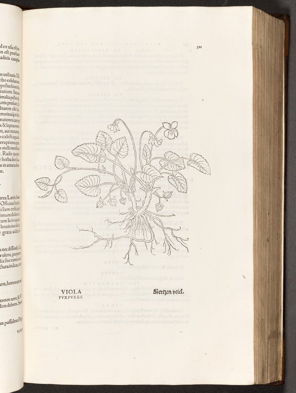 BT3.267.5 S.311 Veilchen, Illustration aus De historia stirpium commentarii insignes von Leonhart Fuchs, 1542 von Heinrich and Meyer, Albert Fullmaurer