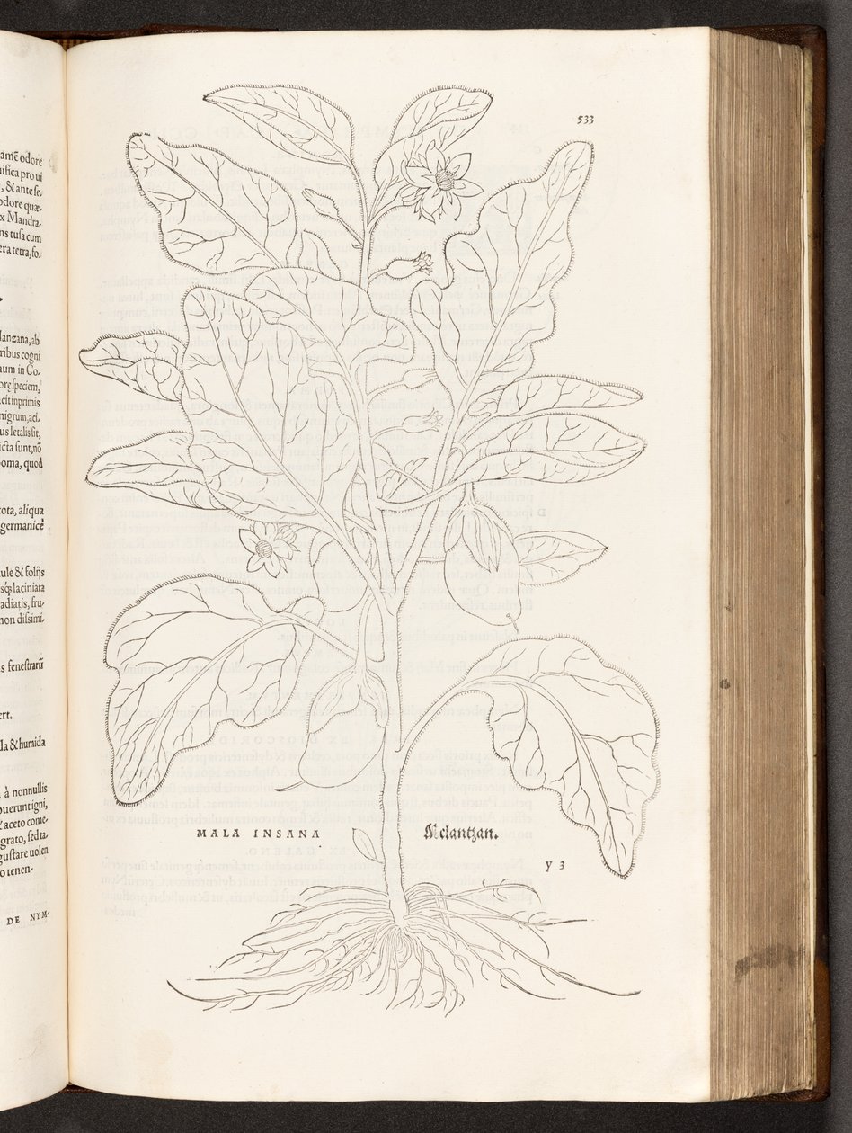 BT3.267.5 S.533 Aubergine, Illustration aus De historia stirpium commentarii insignes von Leonhart Fuchs, 1542 von Heinrich and Meyer, Albert Fullmaurer