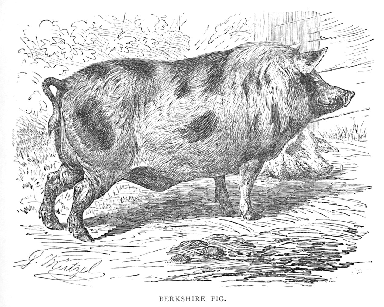 Berkshire-Schwein von Helena J. Maguire
