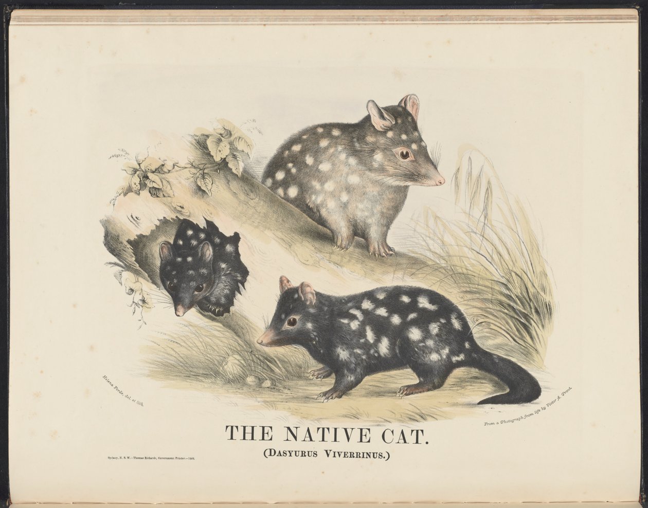 Säugetiere Australiens (Krefft) Nla.obj-33627803-14 Die Beutelmarder von Helena Scott