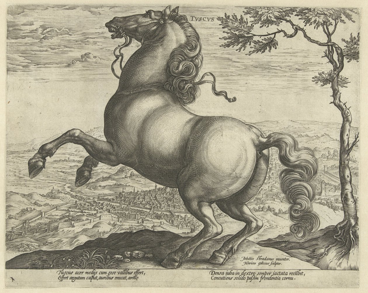 Pferd aus der Toskana
Pferderassen aus den königlichen Ställen von Don Juan von Österreich (Serientitel) von Hendrick Goltzius