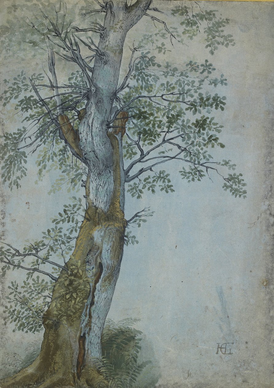 Studie eines Baumes, 1597-99 von Hendrik Goltzius