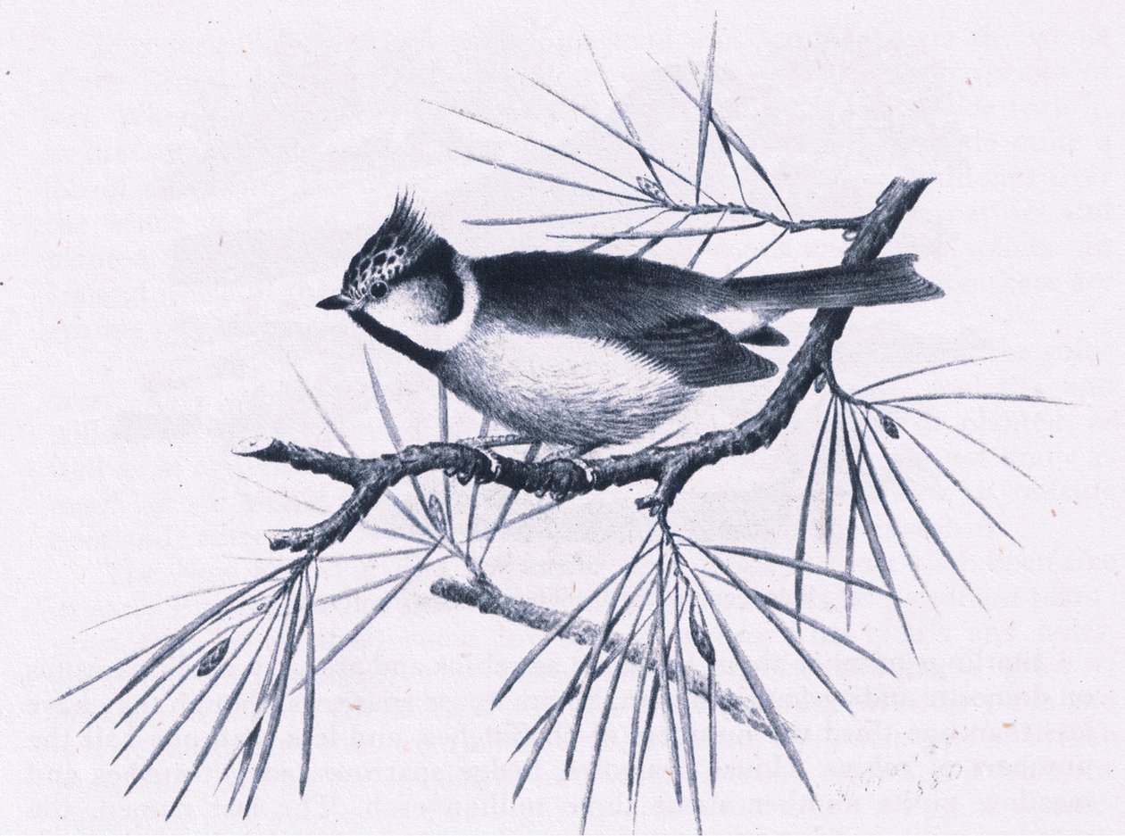 Schottische Haubenmeisen, Natur in Großbritannien veröffentlicht von Collins, 1946 von Hendrik Gronvold