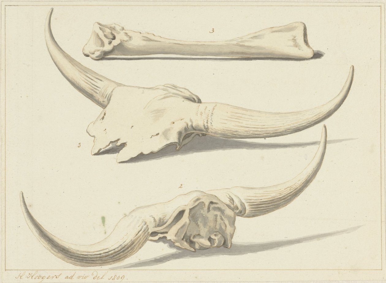Fossile Knochen eines Auerochsen, gefunden während der Überschwemmung, 1809 von Hendrik Hoogers
