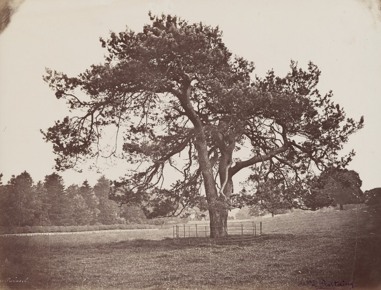 Parc de Hamilton Palace (Schirmkiefer), ca. 1858 von Henri Charles de Rostaing