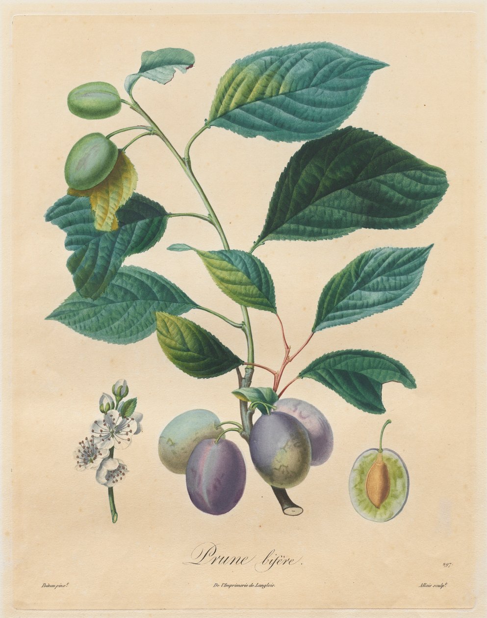 Traité des arbres fruitiers: Prune bifère, 1808-1835 von Henri Louis Duhamel du Monceau
