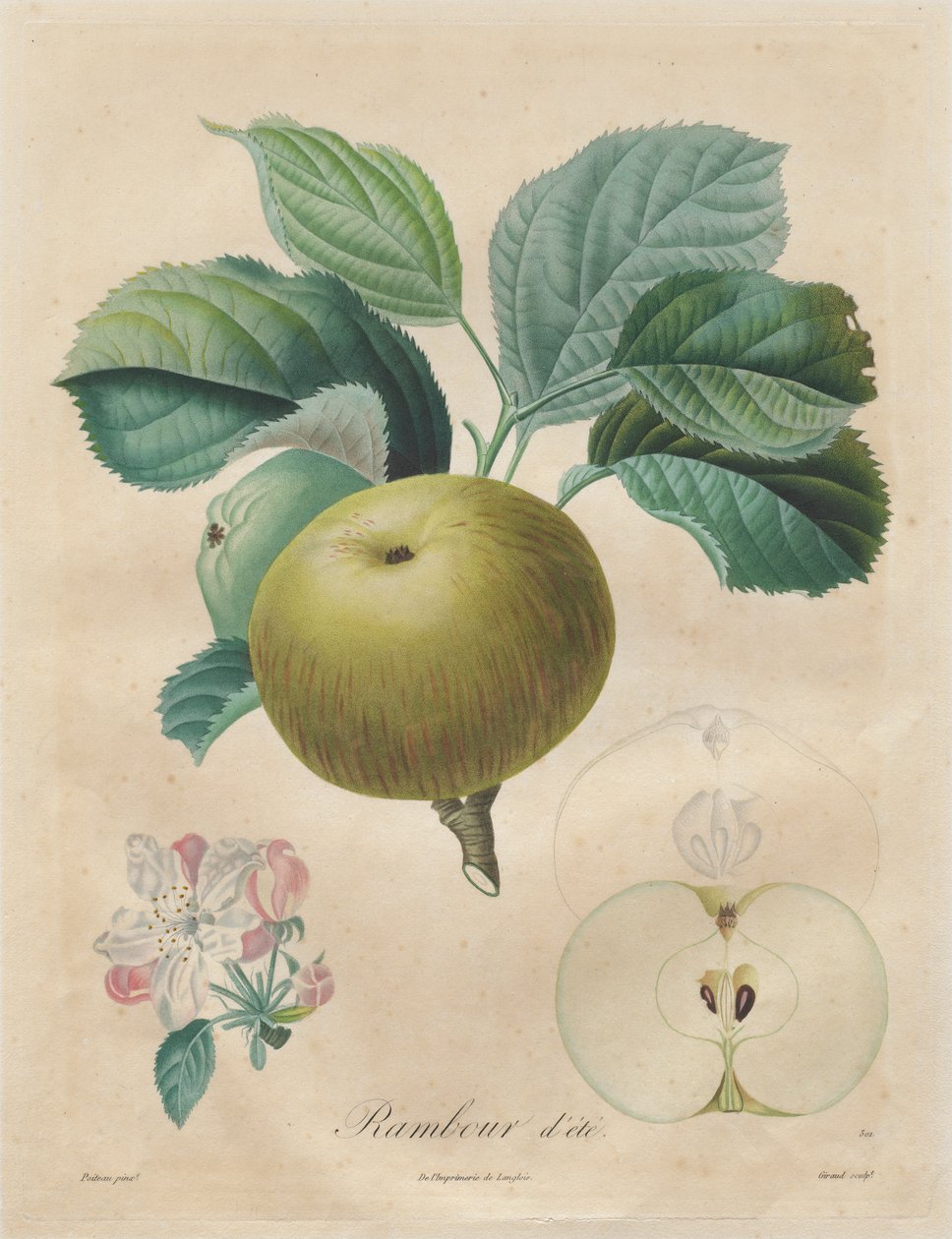 Abhandlung über Obstbäume: Rambour d