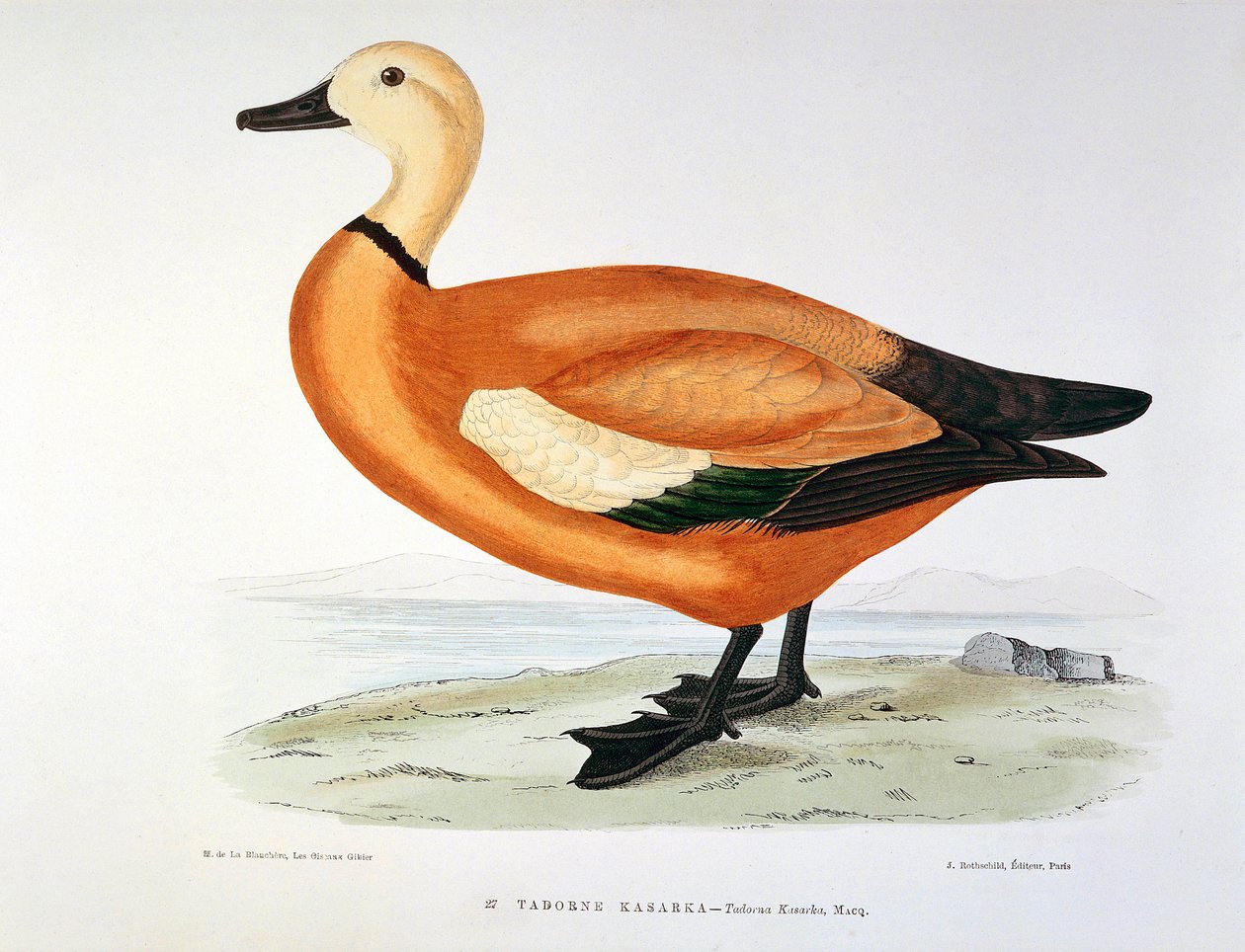 Darstellung einer Kasarka-Ente. Platte von H. Blanchere von Henri de la Blanchere