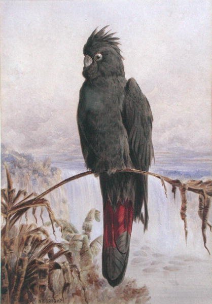 Australischer Rotsteißkakadu von Henry Bright