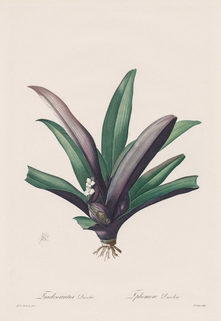 Die Liliengewächse: Tradescantia discolor von Henry Joseph Redouté