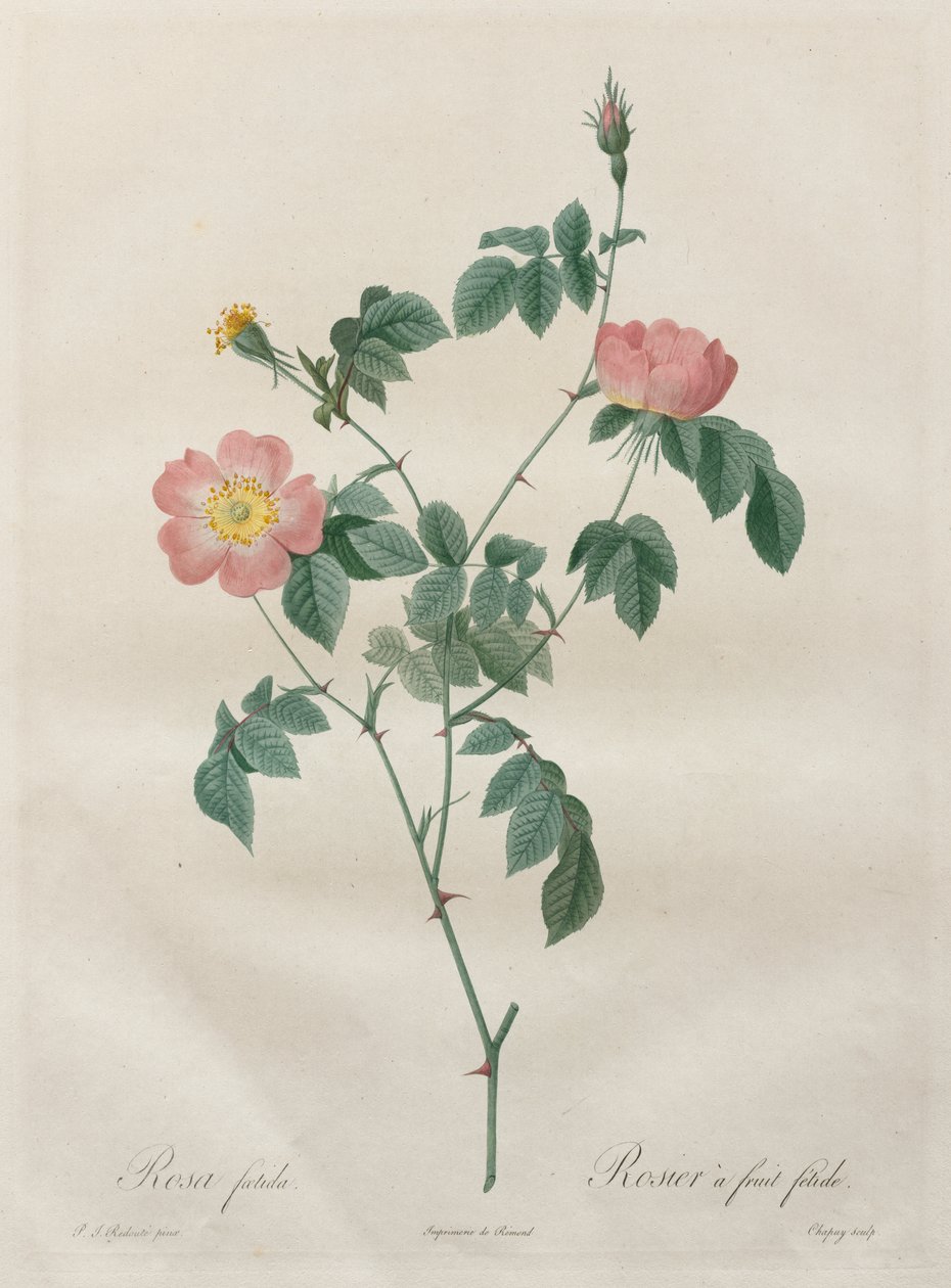 Die Rosen: Rosa indica von Henry Joseph Redouté