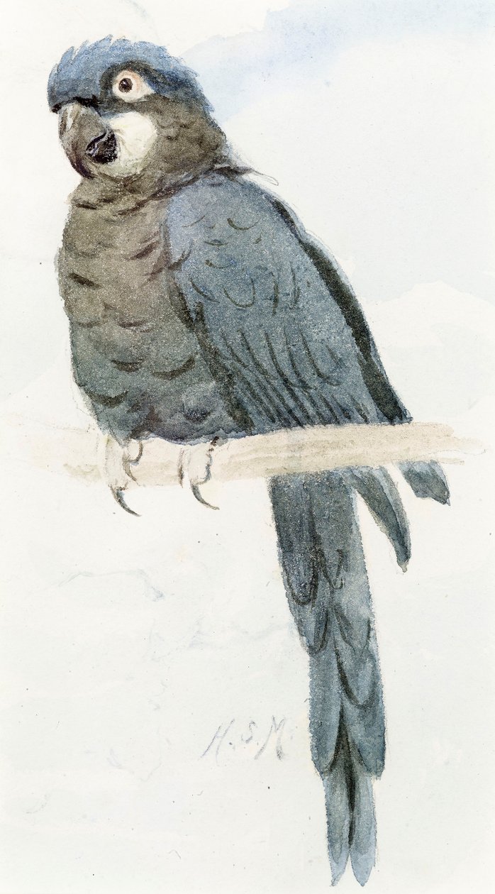 Hyazinth-Ara, ca. 1890 von Henry Stacey Marks