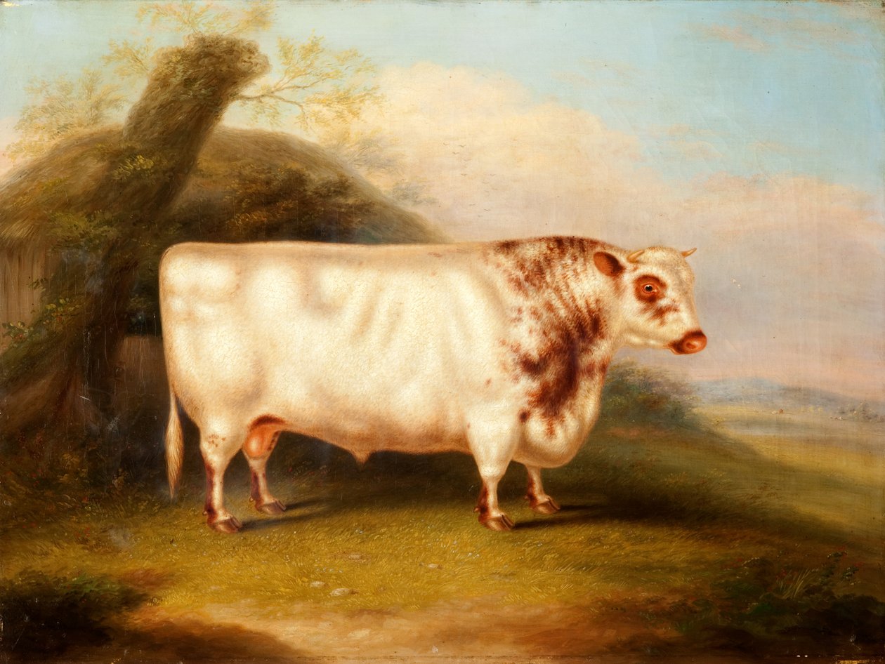 Harlsonia (Shorthorn-Bulle), ca. 1855 von Henry Stafford